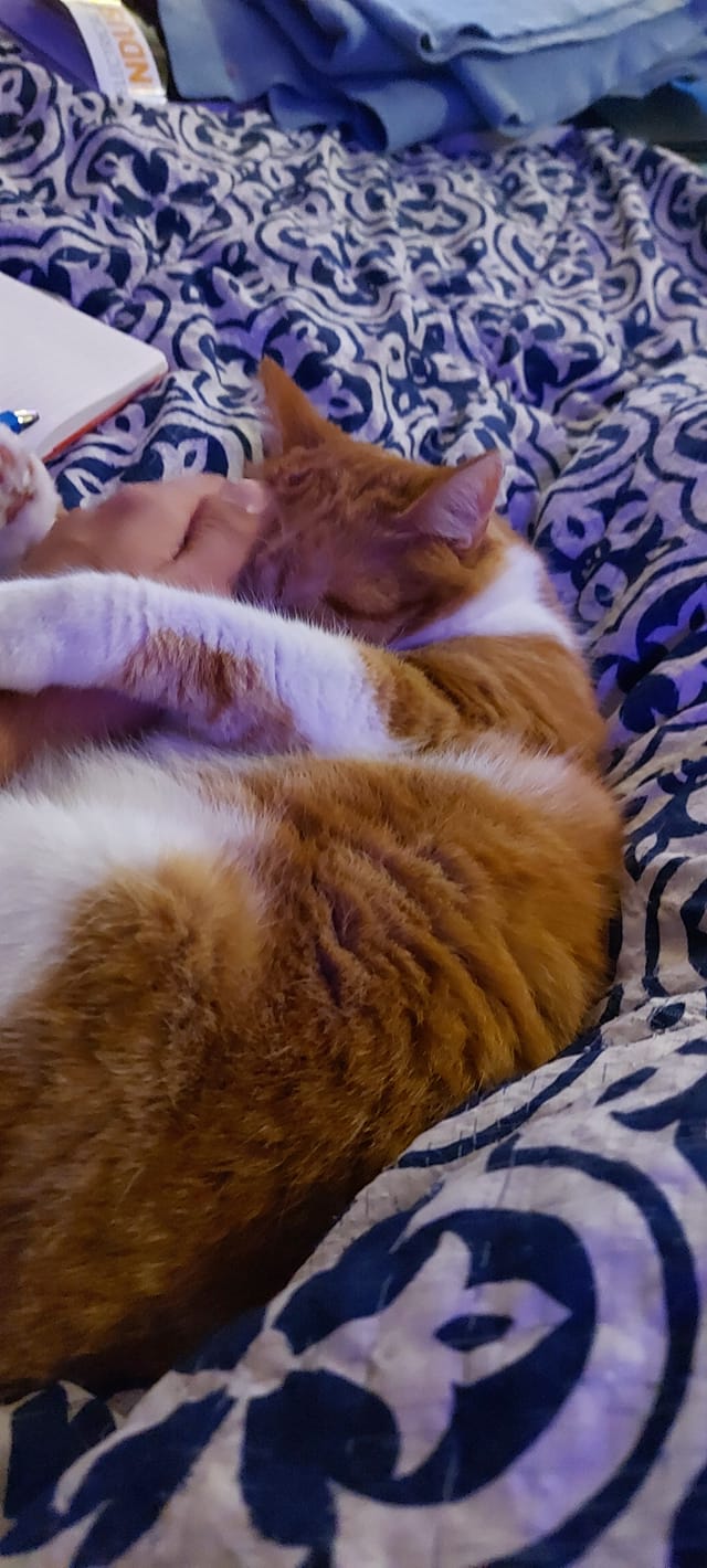 An orange cat lies in bed, being pet by someone who only has a hand in frame, Photo 3